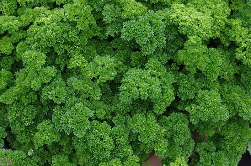 Партнер Петрушка листовая кудрявая АСТРА ^(3г), изображение 6