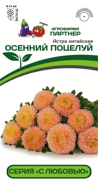 Партнер Астра китайская ОСЕННИЙ ПОЦЕЛУЙ ^(5шт в амп), изображение 0